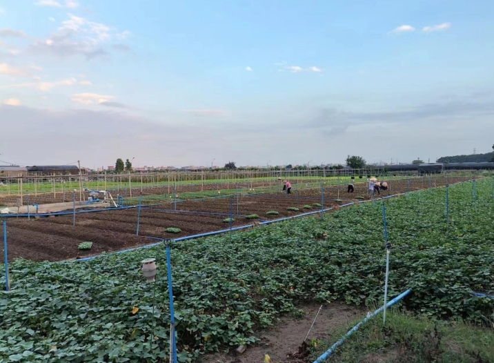 Vʳ͹˾vo(w)GɫЙC߲˵ą^e